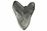 Fossil Megalodon Tooth - South Carolina #168211-1
